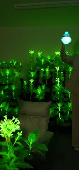Plantas que brillan transformarán la iluminación urbana