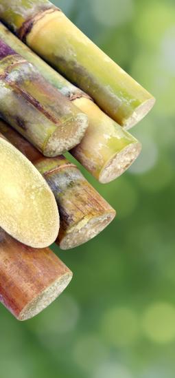 Caña de azúcar transgénica resistente al barrenador es aprobada en Brasil