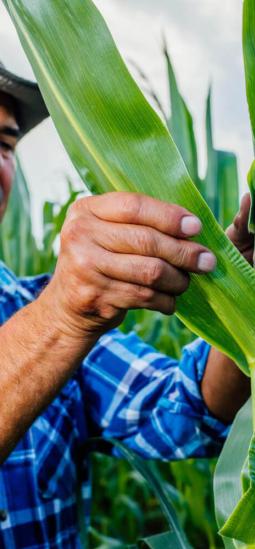 El éxito de los cultivos transgénicos: Cómo los beneficios para el agricultor dispararon las cifras globales 