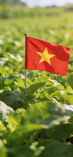Cultivos transgénicos en Vietnam: el país acelera la regulación de la biotecnología agrícola