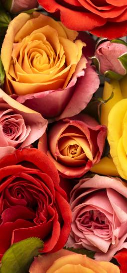 Pangenoma de la rosa revela cambios en su color, floración y resistencia