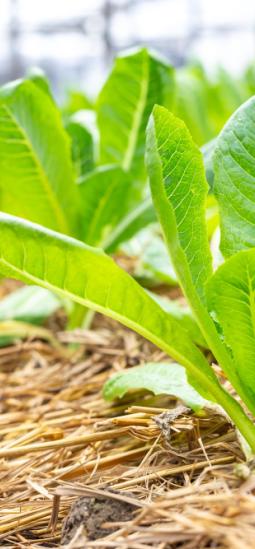 Estrés en las plantas dejó ver el "botón de pausa" que les ayuda a recuperarse