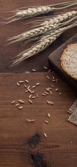 Trigo con más hierro mejorado con innovación agrícola