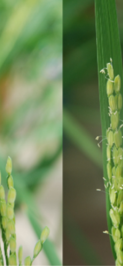 Arroz resistente al calor evitaría las horas más cálidas del día
