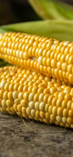 Diversidad genética del maíz permitió identificar un gen que aumenta la proteína en el grano
