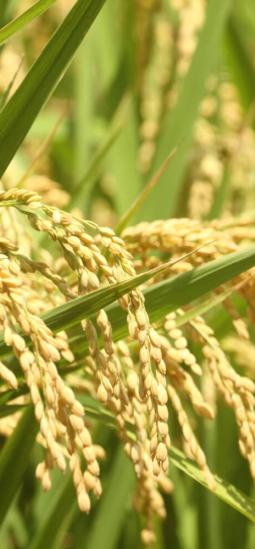 Arroz editado logró reducir casi a la mitad la absorción de cadmio