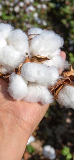 El crecimiento del algodón tiene un nuevo aliado clave