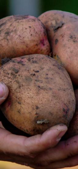 Colombia logró editar por primera vez una variedad de papa andina