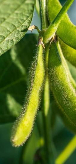 Rendimiento de la soya podría mejorar debido a semilla más grandes
