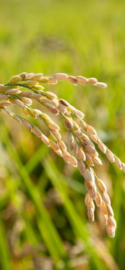 Un arroz que resiste al tizón bacteriano lograría defenderse con innovación agrícola