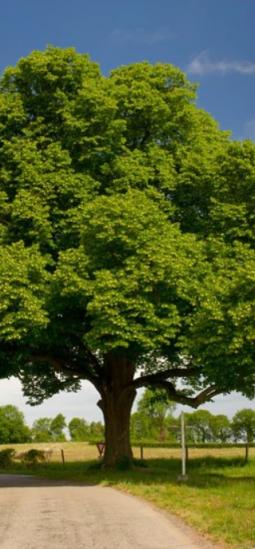 La biotecnología busca recuperar un árbol que casi desapareció en Estados Unidos