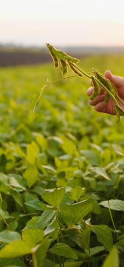 Descubren cómo la soya trabaja para tolerar la sequía