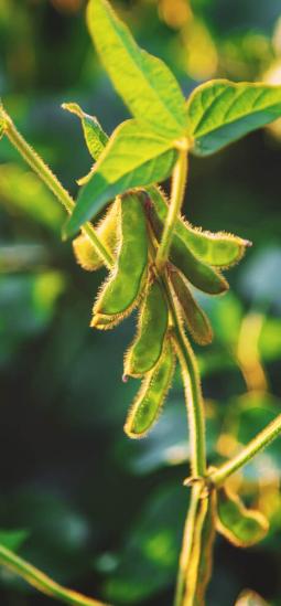 Soya transgénica con cinco proteínas Bt para mejor control de plagas