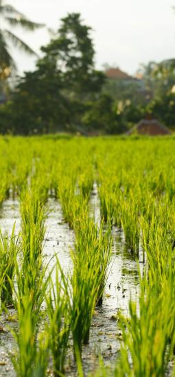 15 años de arroz Bt muestran un impacto mínimo sobre las bacterias del suelo
