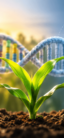 ¿Cuántos genes se modifican realmente en mejoramiento de plantas?