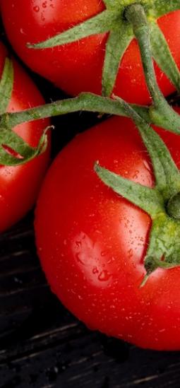 Un solo gen podría ayudar al tomate a tolerar la sequía y un virus de paso