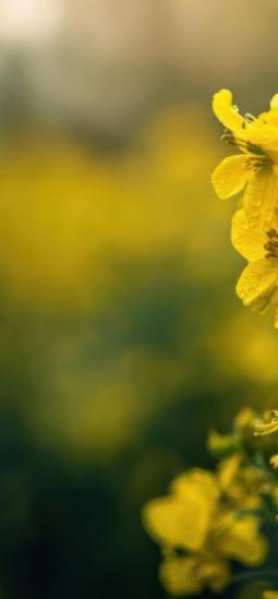 Australia evalúa la comercialización de una canola transgénica tolerante a dos herbicidas