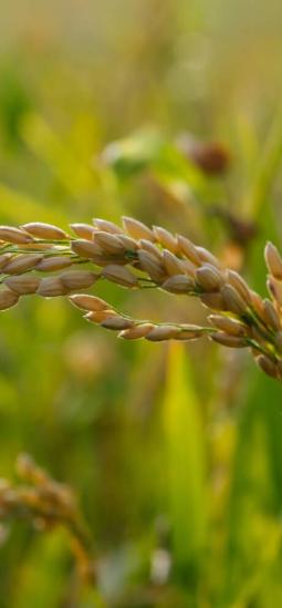 Una variante genética ayuda al arroz a enfrentar el tizón y la sequía al mismo tiempo