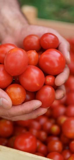 CRISPR abre una nueva vía para desarrollar tomates tolerantes a la salinidad
