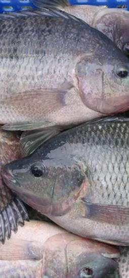 El virus de la tilapia puede multiplicarse por un gen y con CRISPR esto puede cambiar