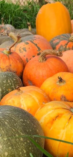 Descifran el genoma de la calabaza y encuentran genes relacionados con la forma de sus frutos