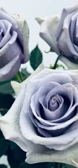Una rosa azul genéticamente modificada logra un tono más intenso