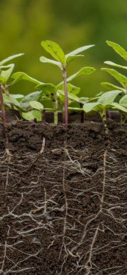 Descubren cómo una bacteria ayuda a las raíces de las plantas a enfrentar la sequía