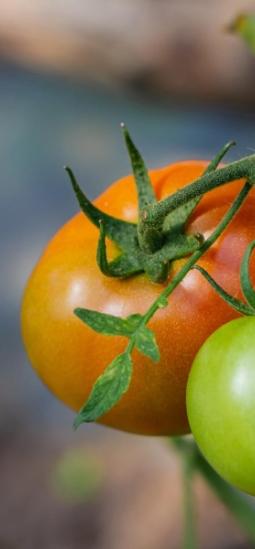 Un tomate con vitamina D editado se acerca al mercado en Inglaterra