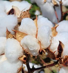 Tizón Bacteriano en el algodón: un problema menos con el gen B5