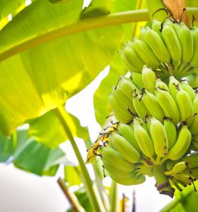Australia aprobó el banano genéticamente modificado resistente al Fusarium