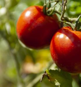 Logran tomate editado genéticamente que consume menos agua