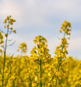 Canola transgénica empezará pruebas de campo en Australia