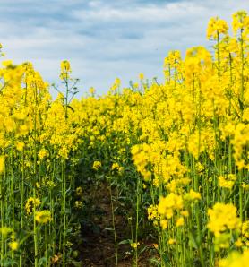 Una futura canola editada genéticamente florecería más rápido