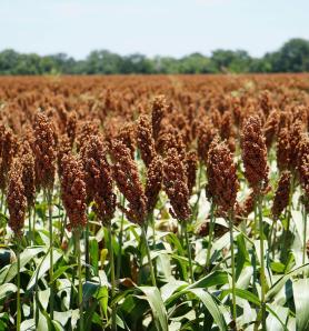 Sorgo resistente: un avance contra la devastadora hierba bruja