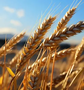 El trigo resistente a enfermedades podría estar a una proteína de distancia