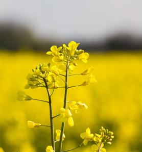 Canola editada con tolerancia a herbicidas recibe aprobación clave en EE. UU.