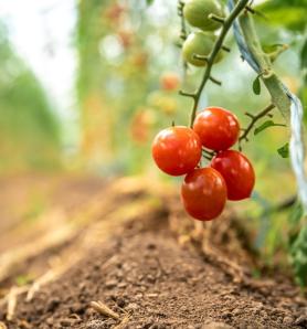 Tomate editado impulsa la agricultura vertical en China
