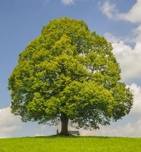 Árbol transgénico es la esperanza para restaurar los bosques de EE. UU.