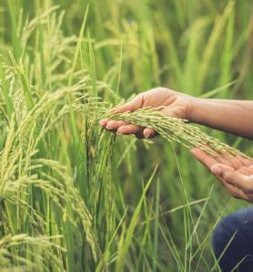 Arroz mejorado: descubren una proteína clave que regula la fotosíntesis y la respuesta al estrés