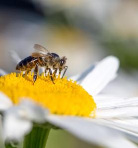 Levadura editada como suplemento para abejas