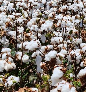 Australia aprueba el uso comercial de algodón transgénico resistente a plagas y herbicidas