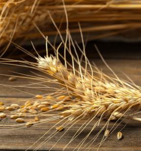 La genética del trigo anuncia más fuerza y mejor rendimiento