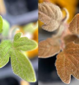 Tomate transgénico cambia de color cuando falta nitrógeno