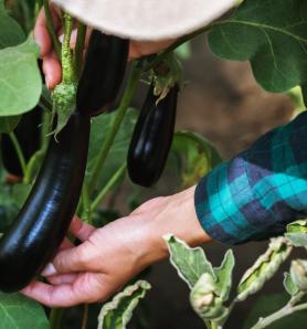 Beneficios de la berenjena transgénica se refleja en los ingresos de los agricultores en Bangladesh