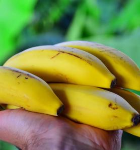 El hongo Fusarium en Ecuador tiene contrincante con edición genética