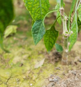 Cultivos editados con mayor tolerancia a la sal: la soya