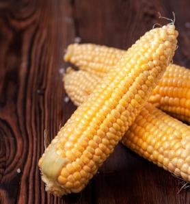 Etiopía finalmente dijo sí a la comercialización de maíz transgénico TELA