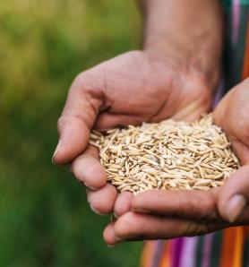 Arroz resistente al tizón de la vaina no cambia su rendimiento