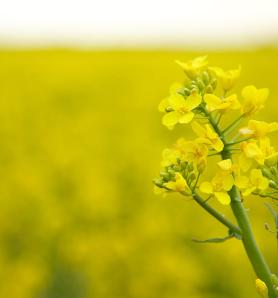 Edición genética fortalece la colza frente a una de sus enfermedades más costosas