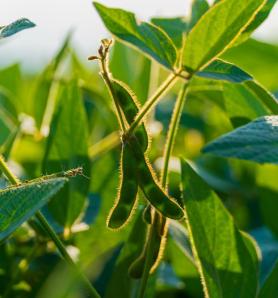 Soya tolerante a herbicidas pasa evaluación clave en Europa